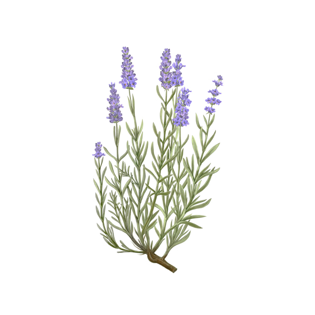 Carrière Frères Diffuser Lavender - Lavandula Angustifolia - 6.7 fl. oz